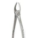 Upper molars, right