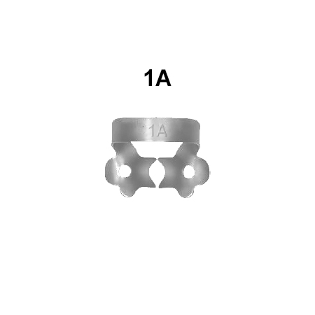 Fig.1A Deeply Festooned Jaws Grasps Premolar’s Roots Tooth: 4-5-6-11-12-13-20-21-22-27-28-29