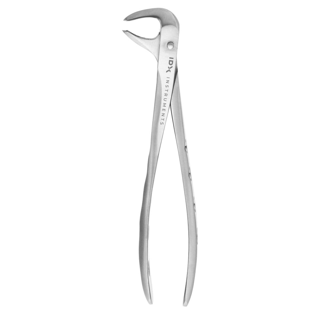 Fig.73 Lower Molar 15cm