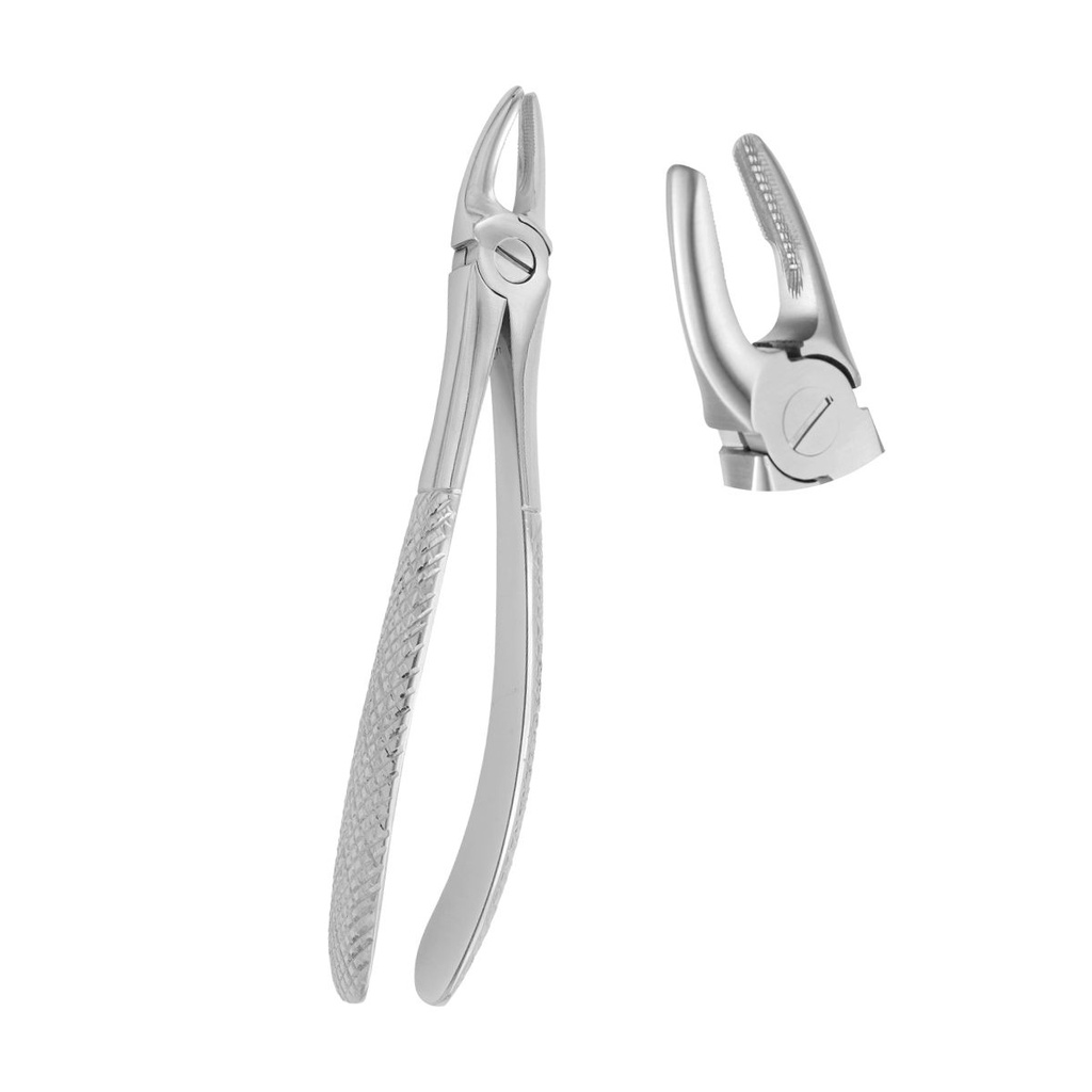 Fig.2 Upper Incisors & Canines